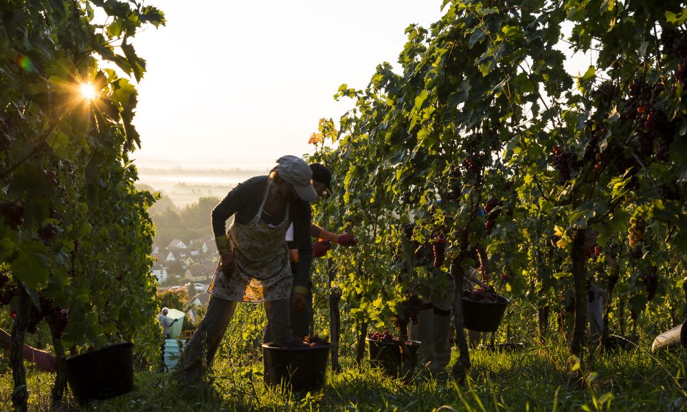 Domaine Joseph Scharch, Vendanges 2020, Wolxheim