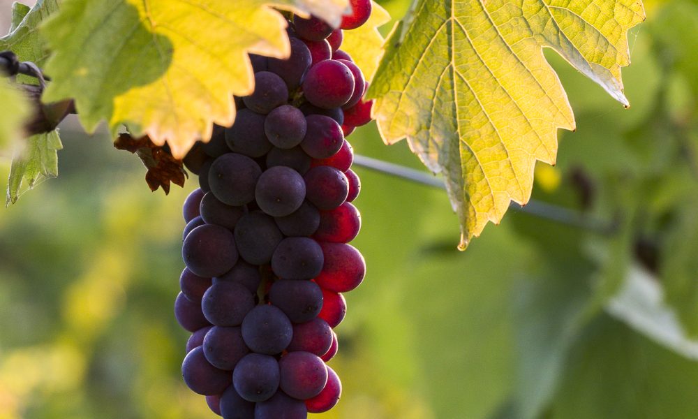 Domaine Joseph Scharch, Vendanges 2020, Wolxheim